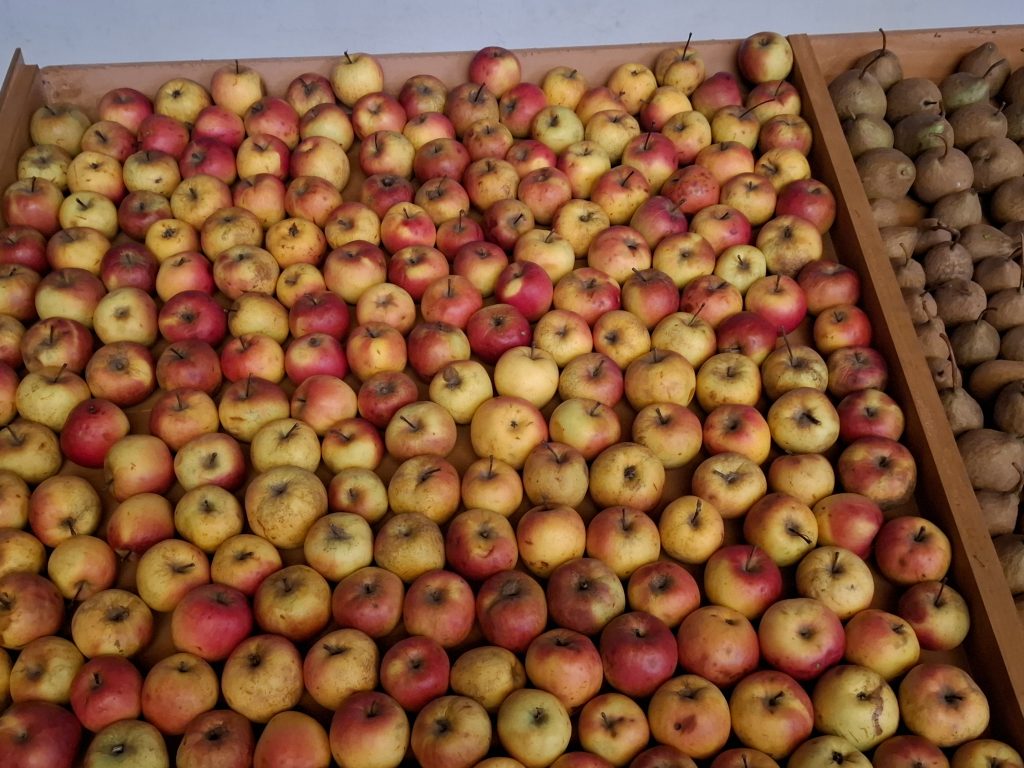 MANZANA-Y-PERA-POBLANO-CREDITO-ALEJANDRINA-AGUIRRE-ARVIZ